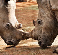 National Zoo  Aquarium - Accommodation QLD