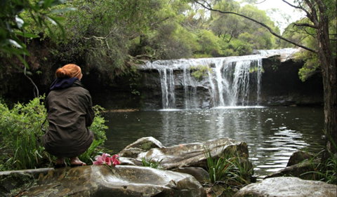 Nellies Glen Picnic Area - Accommodation QLD 0