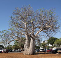 Old Boab Tree in Cavenagh Street - Accommodation QLD