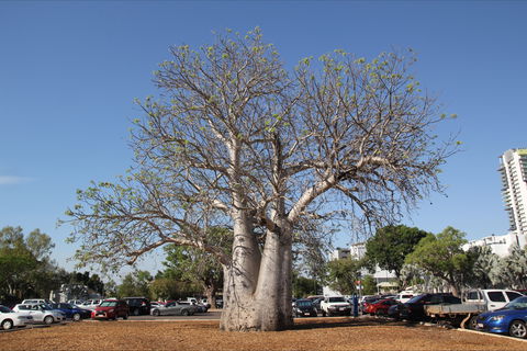 Old Boab Tree In Cavenagh Street - Accommodation QLD 0