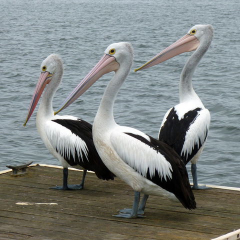 Pelican Feeding - Accommodation QLD 0