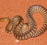 Red Desert Reptiles - Accommodation QLD