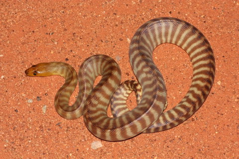 Red Desert Reptiles - Accommodation QLD 0