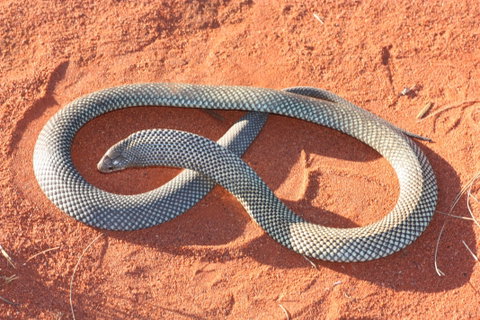 Red Desert Reptiles - Accommodation QLD 1