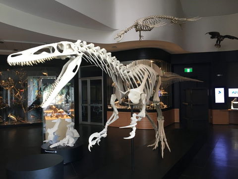 UNE Natural History Museum - Accommodation QLD 0