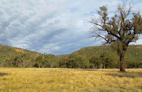 Weddin Mountains National Park - Accommodation QLD 0