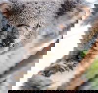 Wild Life Sydney Zoo - Accommodation QLD