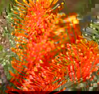 Wongan Hills Wildflowers - Accommodation QLD