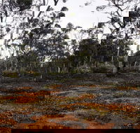Woylie Walk Dryandra Woodland - Accommodation QLD