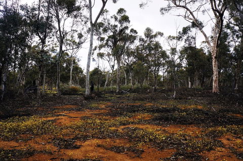 Woylie Walk, Dryandra Woodland - Accommodation QLD 0