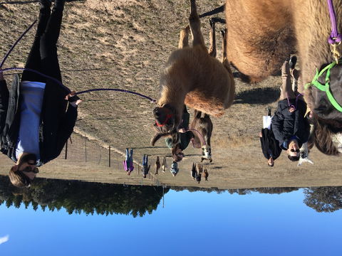 Alpaca Magic Stud - Accommodation QLD 1