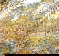 Alpine Views Walk - Accommodation QLD