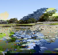 Anderson Park Botanic Gardens - Accommodation QLD