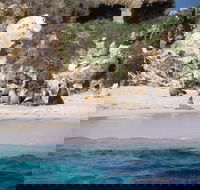 Australian Sea Lions - Accommodation QLD