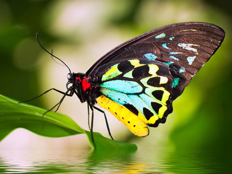 Australian Butterfly Sanctuary - Accommodation QLD 1