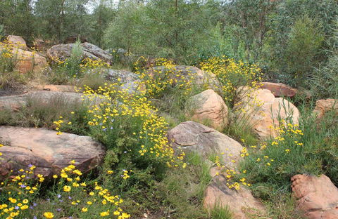 Ben Hall's Cave Walking Track - Accommodation QLD 0