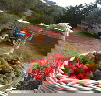 Blue Hills Berries and Cherries - Accommodation QLD