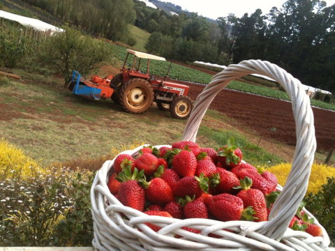 Blue Hills Berries And Cherries - Accommodation QLD 0