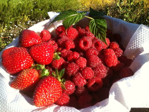 Blue Hills Berries And Cherries - Accommodation QLD 1