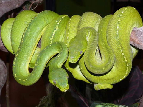 Canberra Reptile Zoo - Accommodation QLD 1