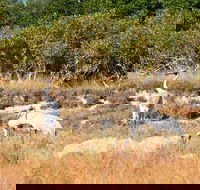 Cape Keraudren Nature Reserve - Accommodation QLD
