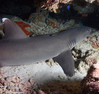 Coral Gardens - Accommodation QLD