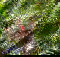 Depot Beach Rainforest Walk - Accommodation QLD