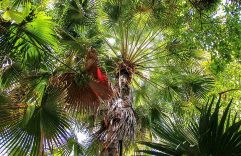 Depot Beach Rainforest Walk - Accommodation QLD 0