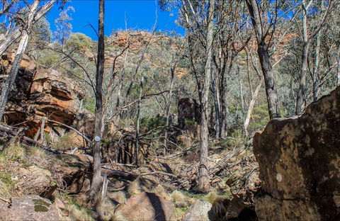 Eualdrie Walking Track - Accommodation QLD 0