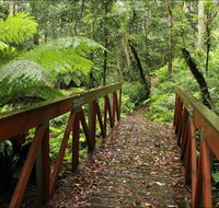 Goodenia Rainforest Walking Track - Accommodation QLD