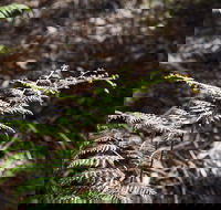 Langwarrin Flora and Fauna Reserve Walking Trails - Accommodation QLD