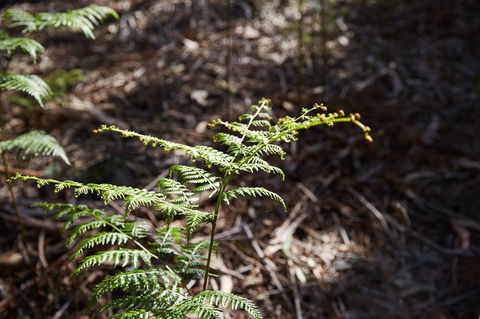 Langwarrin Flora And Fauna Reserve Walking Trails - Accommodation QLD 0