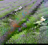 Lavandula Swiss Italian Farm - Accommodation QLD