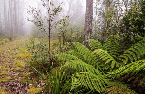 Link Trail - Gloucester Tops To Careys Peak - Accommodation QLD 0