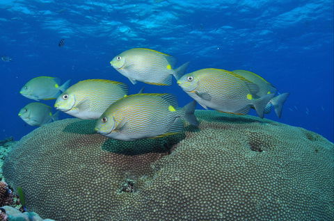 Lodestone Reef - Accommodation QLD 0