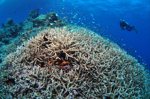 Lodestone Reef - Accommodation QLD 1