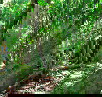 Mary Cairncross Scenic Reserve - Accommodation QLD