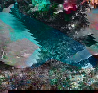 Middle Reef Dive Site - Accommodation QLD