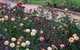 Newtown Park State Rose Garden - thumb 2