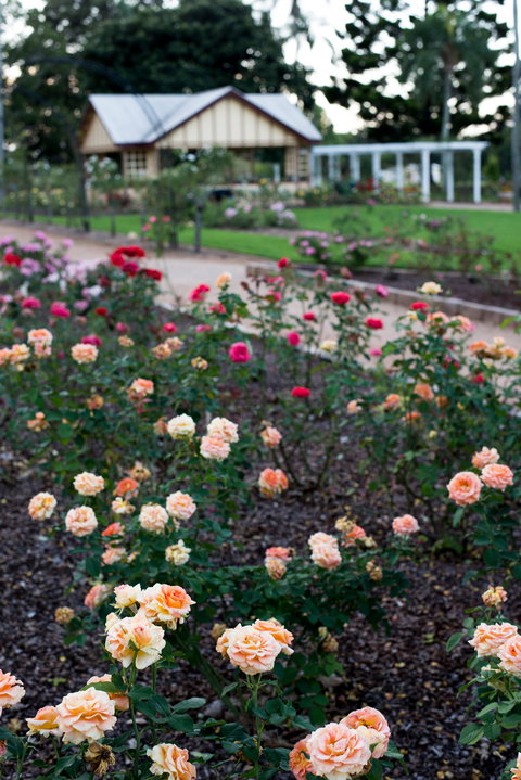 Newtown Park State Rose Garden - Accommodation QLD 2