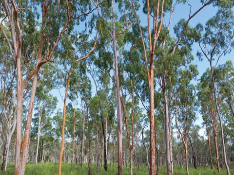 Pilliga Forest - Accommodation QLD 1