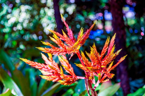 Queens Gardens - Accommodation QLD 2