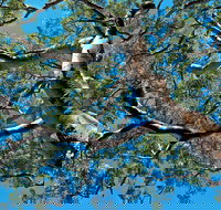 Ridge Walking Track - Accommodation QLD