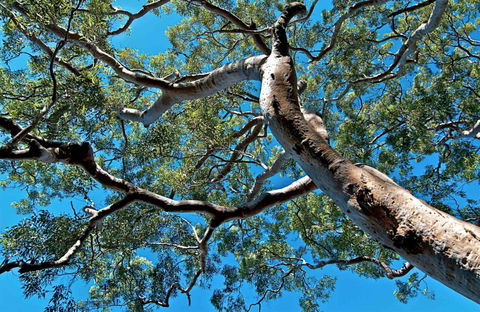 Ridge Walking Track - Accommodation QLD 0