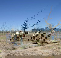 Sturt's tree walk - Accommodation QLD