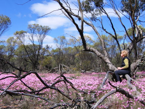 Talgomine Reserve - Accommodation QLD 1