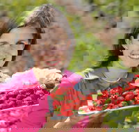 The Super Strawberry - Accommodation QLD