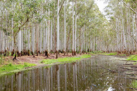 Wonga Wetlands - Accommodation QLD 0
