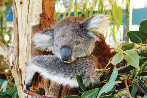 Animals And Family Fun - Accommodation QLD 0