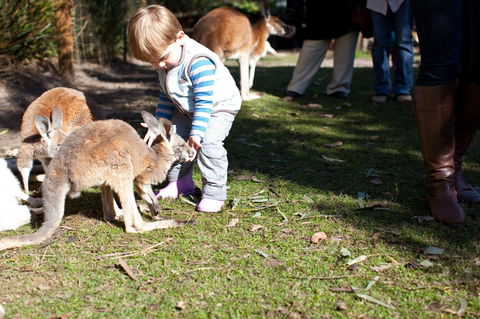 Animals And Family Fun - Accommodation QLD 1